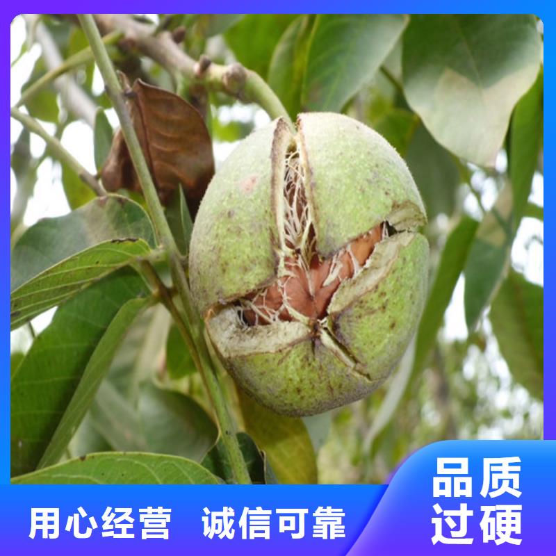 核桃苗蓝宝石葡萄苗规格齐全实力厂家