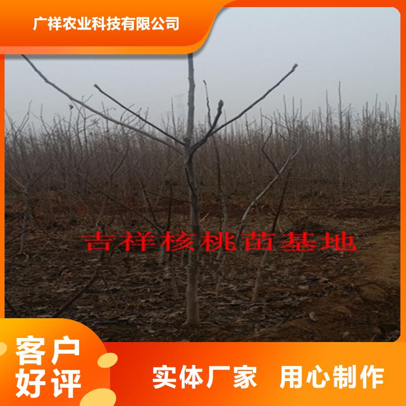 核桃苗蓝宝石葡萄苗规格齐全实力厂家