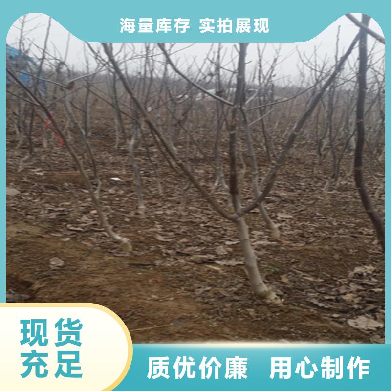 核桃苗珍珠棗油桃樹苗廠家采購
