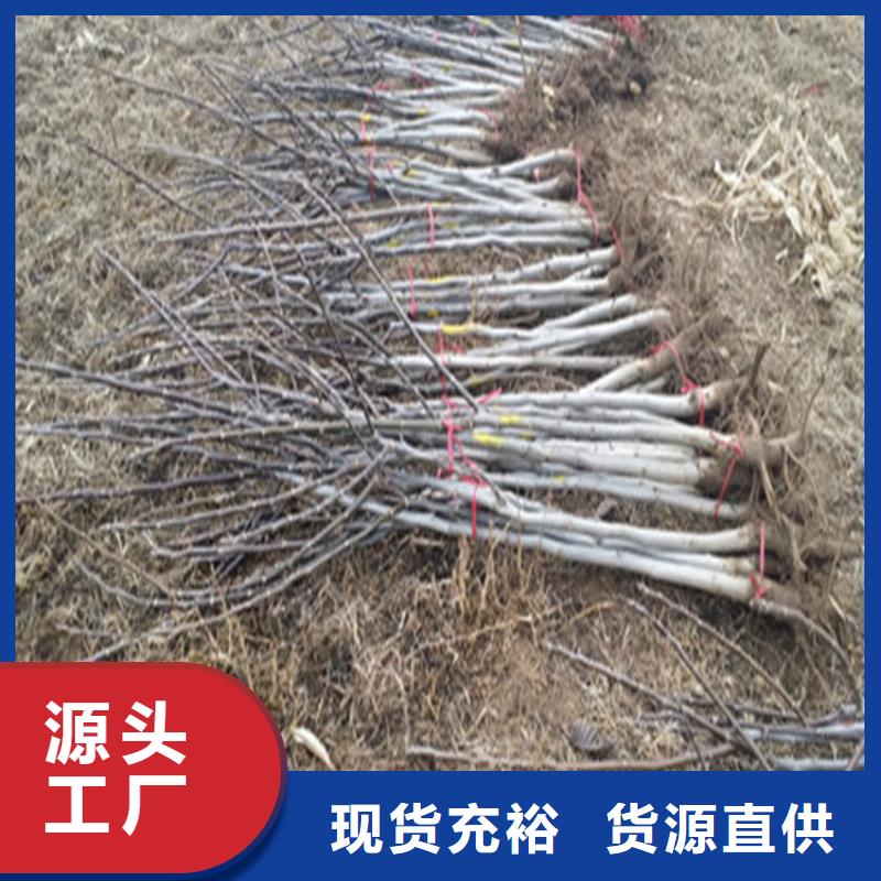核桃苗柱狀梨樹苗全新升級品質(zhì)保障