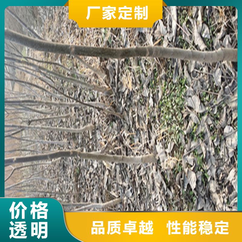 核桃苗红蜜桃树苗发货迅速