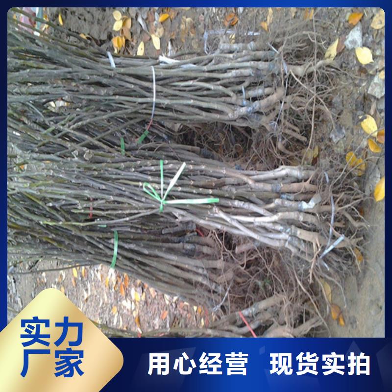 核桃苗珍珠棗油桃樹苗廠家采購