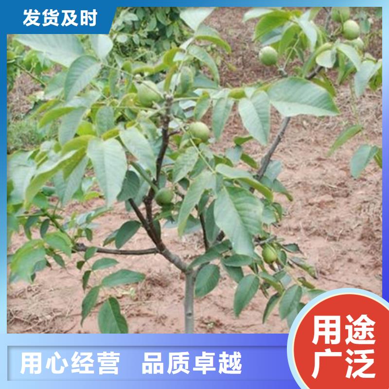 核桃苗珍珠棗油桃樹苗廠家采購