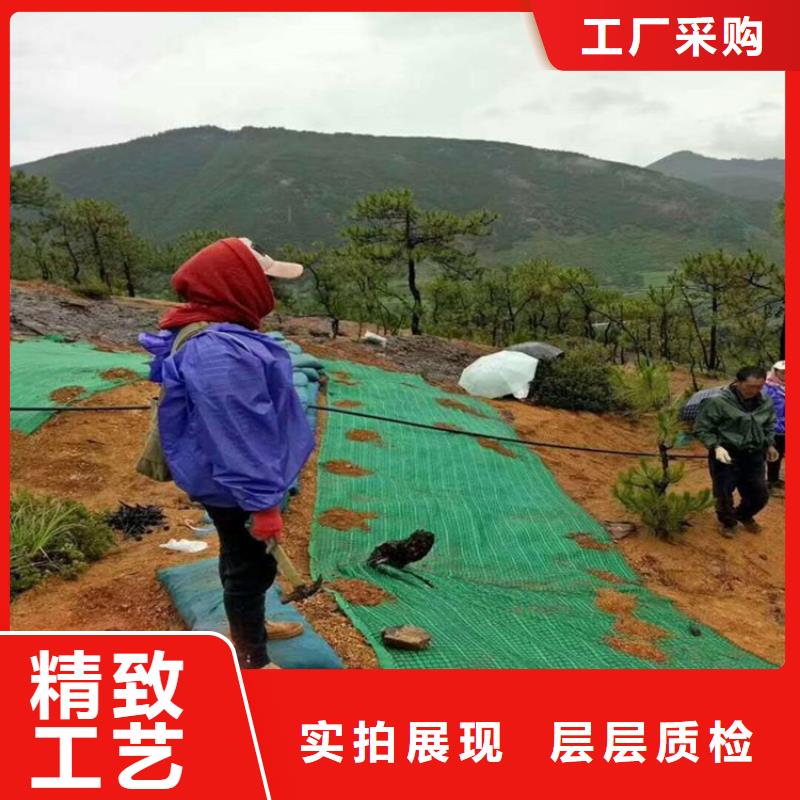 海南昌江縣護坡植被植草毯