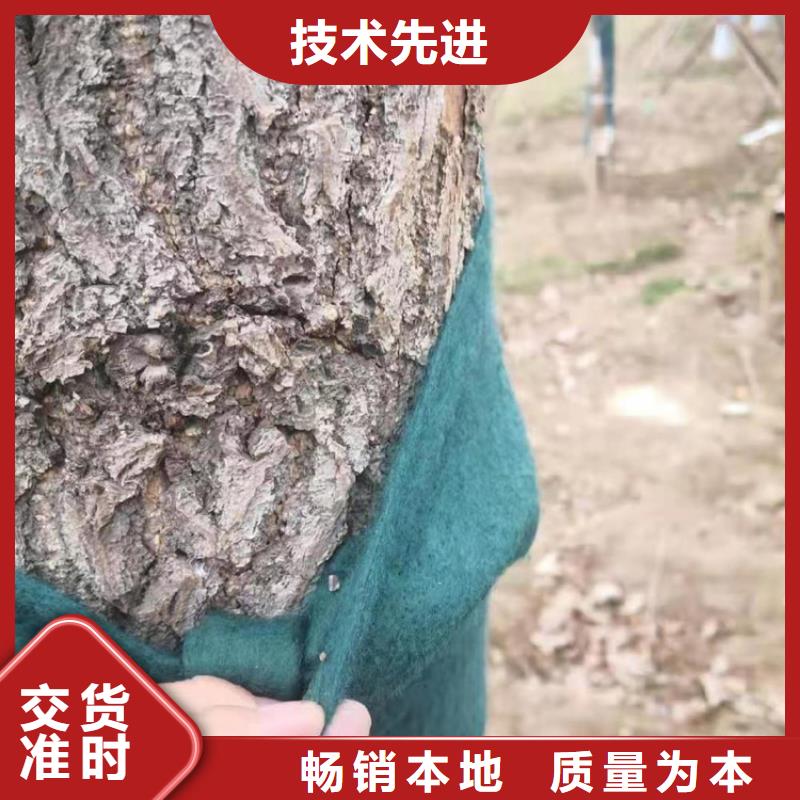 綠色裹樹無紡布