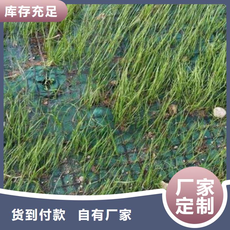 生態植物防護毯護坡植被植草毯