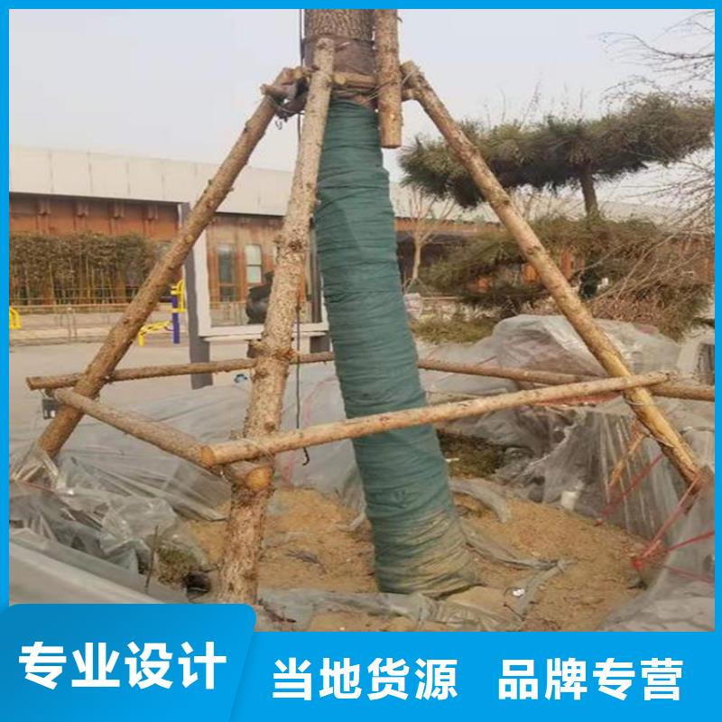 裹樹布-生態帶精選貨源