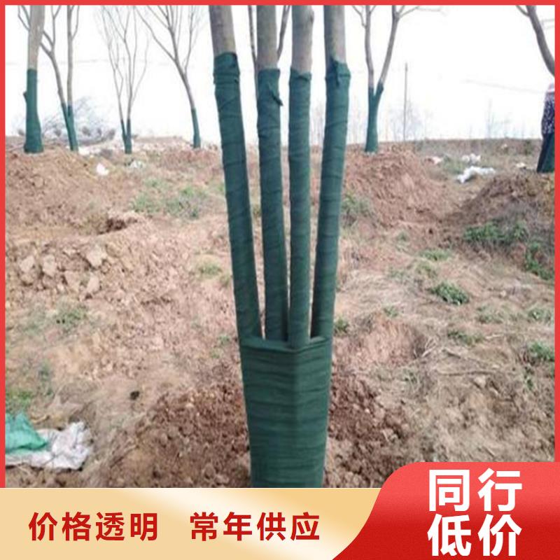 【裹樹布_80KN玻纖格柵您想要的我們都有】