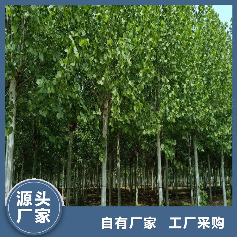 法桐北京栾定制速度快工期短
