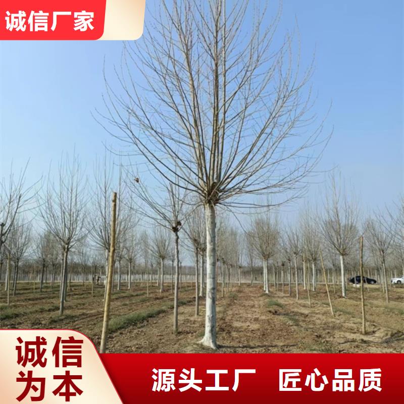 法桐秋紫白蠟老客戶鐘愛