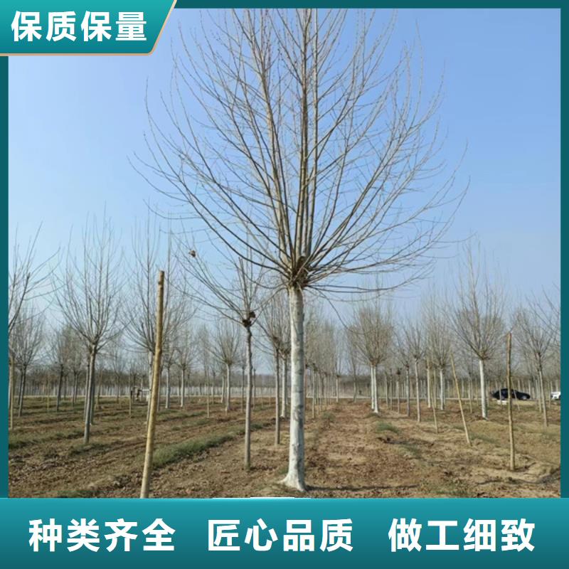法桐金叶槐大量现货供应