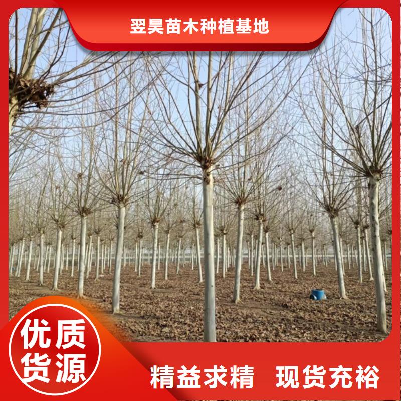 法桐 金叶白蜡客户满意度高