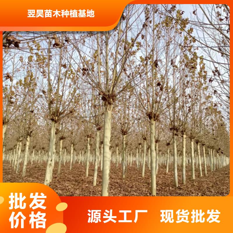 法桐暢銷全國法桐基地