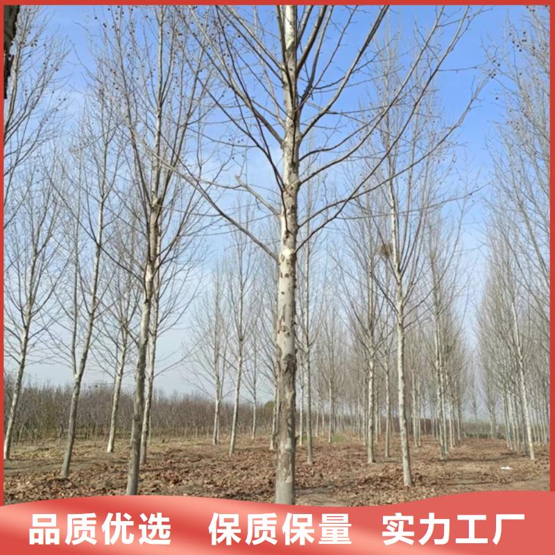 10公分法桐基地法桐