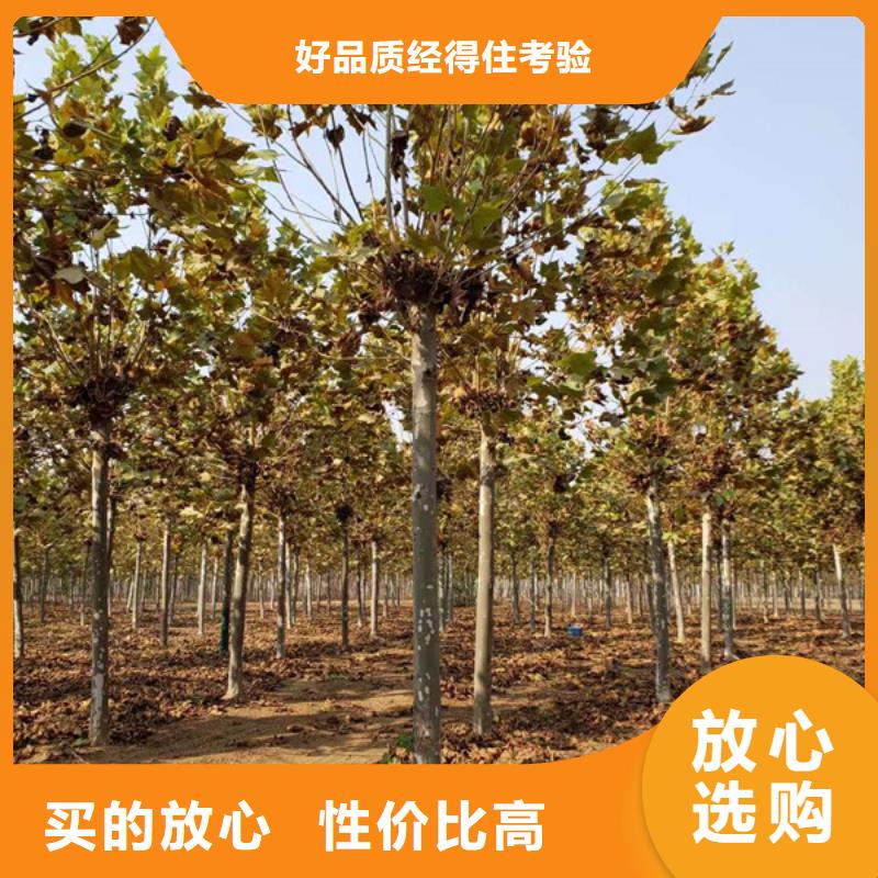 法桐-金叶槐准时交付