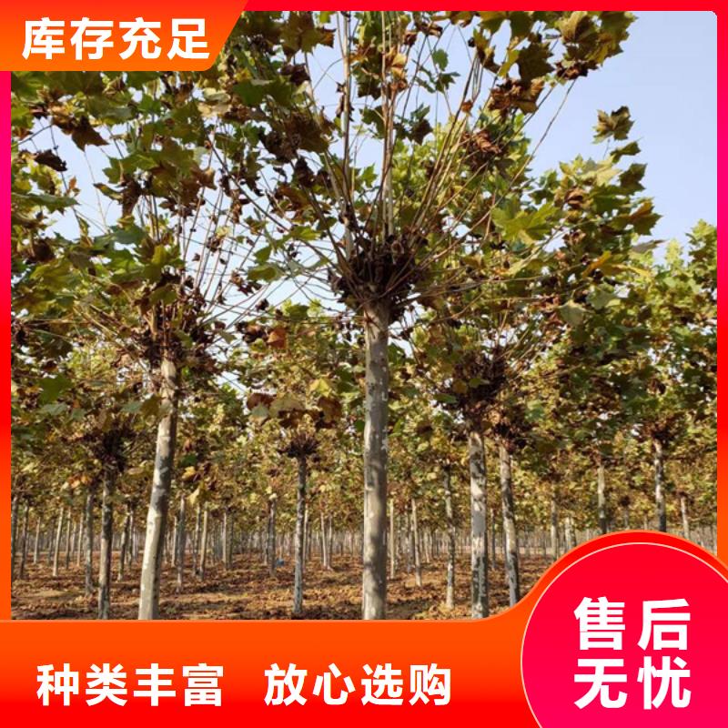 【法桐國槐廠家直接面向客戶】