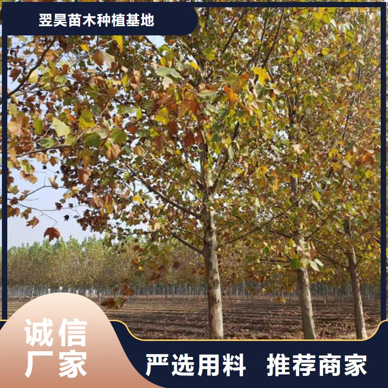 造型法桐免費咨詢法桐