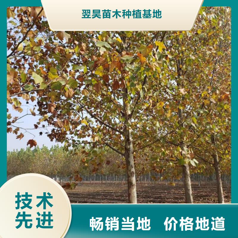 【法桐】金葉白蠟供貨及時