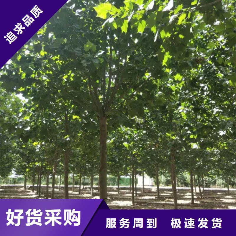 法桐-金叶槐准时交付