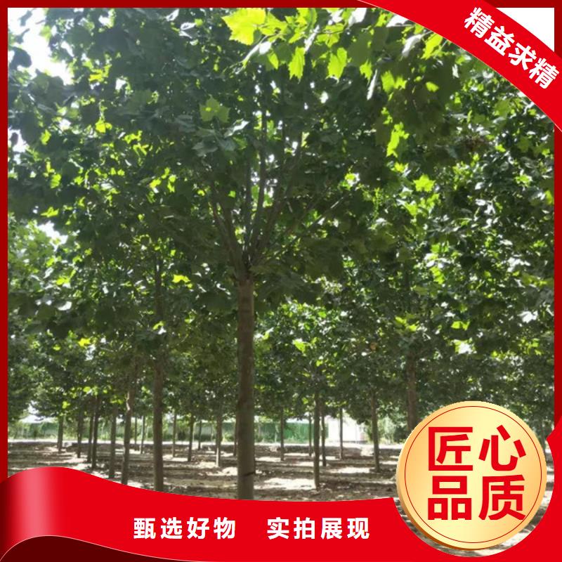 法桐【國槐】好貨有保障