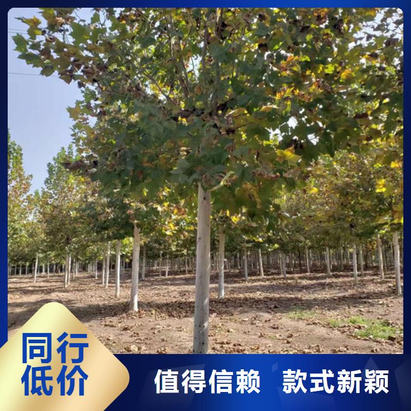 法桐美国红枫供应商