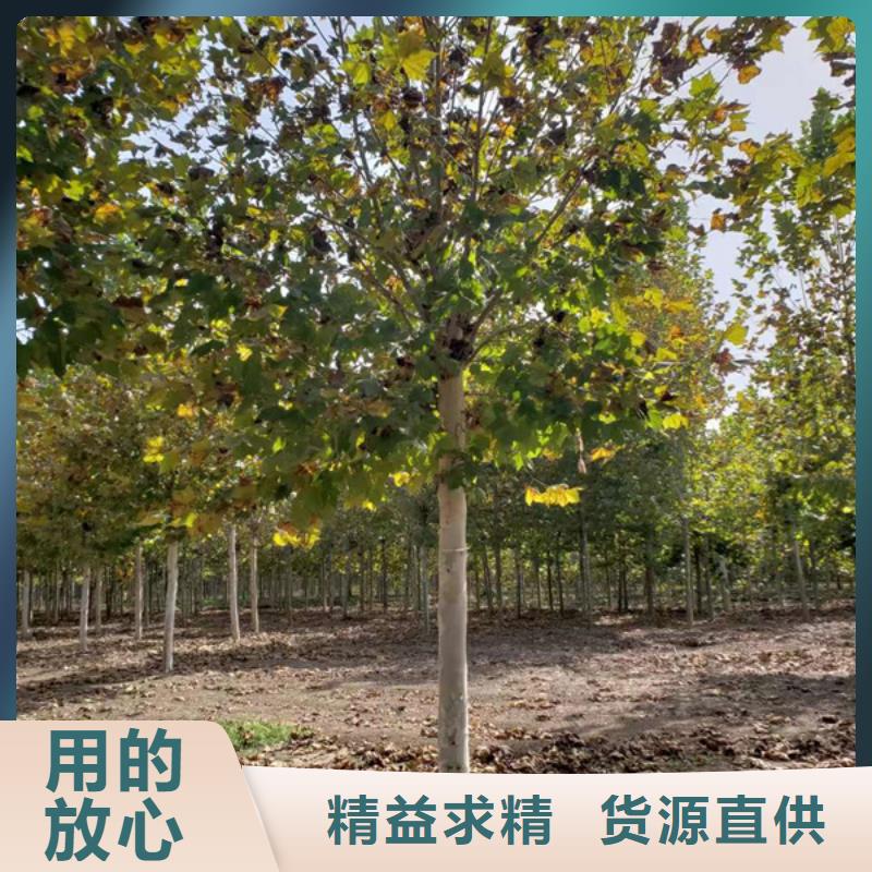 五角枫视频-五角枫_黑龙江省鹤岗市市场覆盖工农|萝北|大庆|齐齐哈尔|黑河|大兴安岭|绥化|佳木斯|牡丹江等