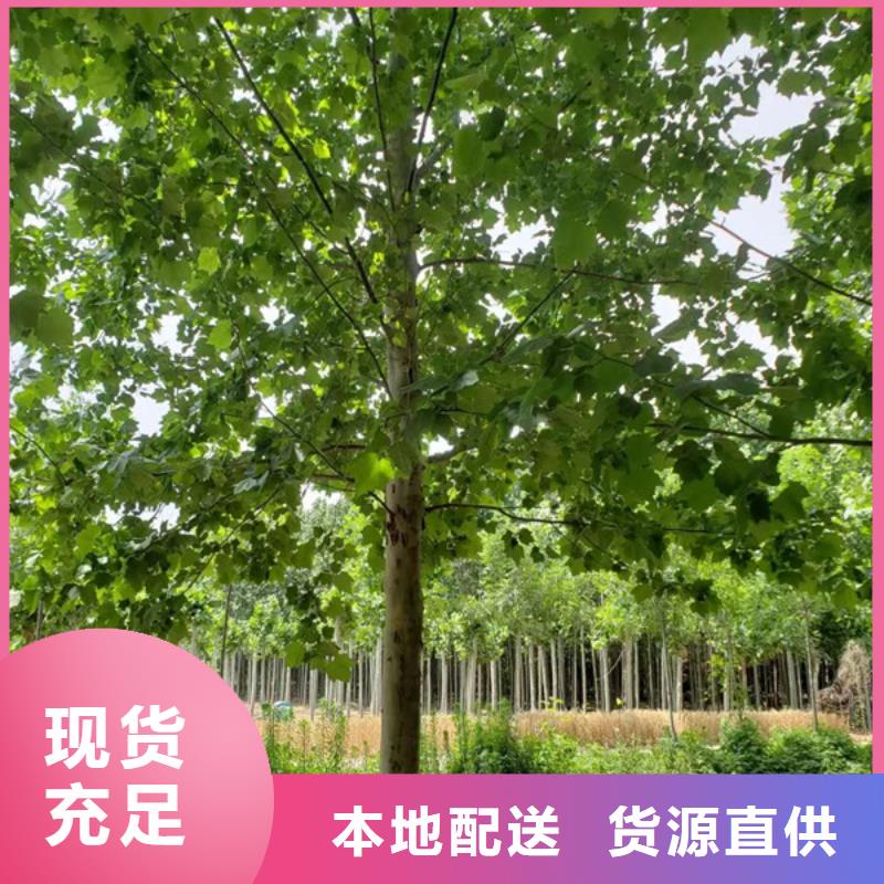 法桐種植基地法桐基地