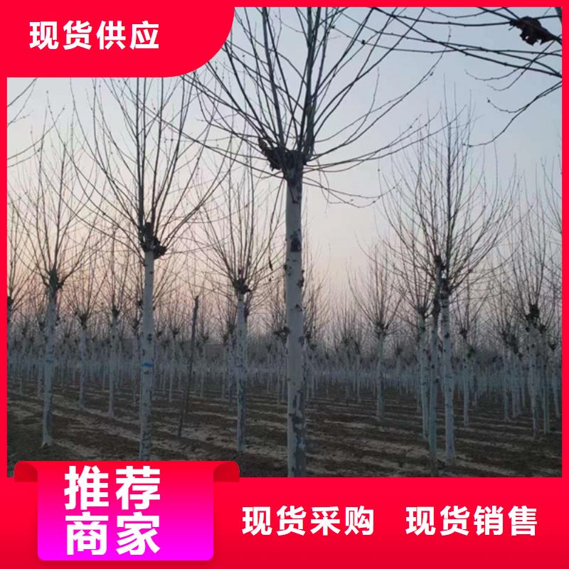 法桐種植基地法桐