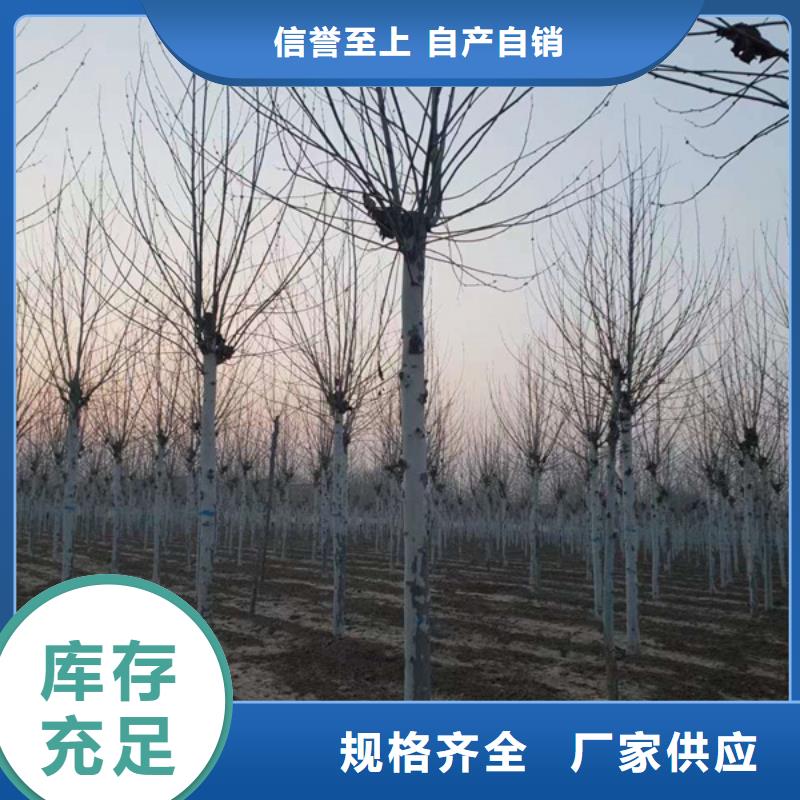 法桐價格種植基地法桐