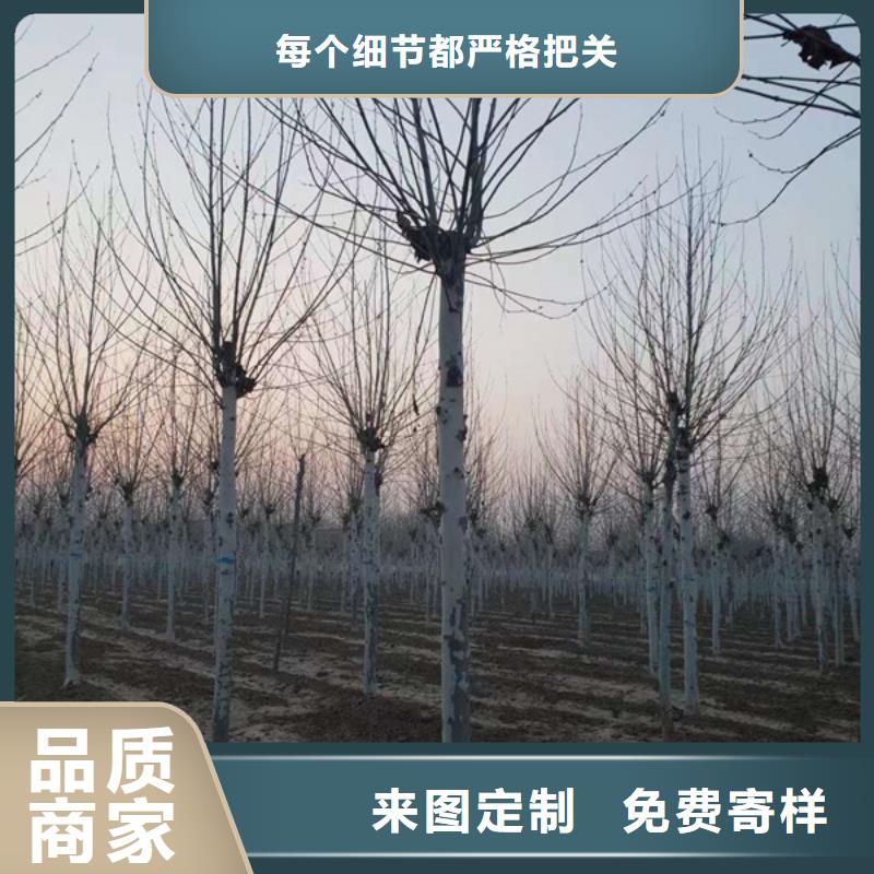 法桐報價現貨供應法桐