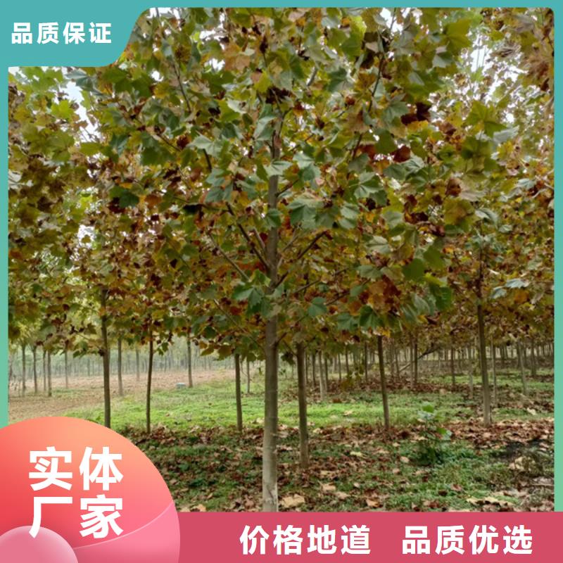 法桐歡迎電詢法桐