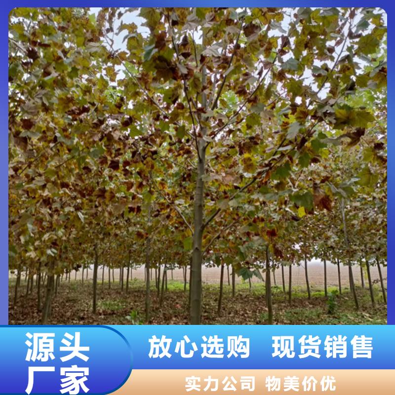 法桐-黃金槐研發生產銷售