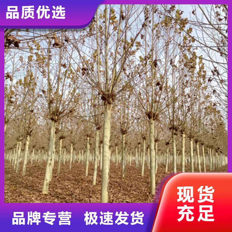 10公分法桐基地法桐