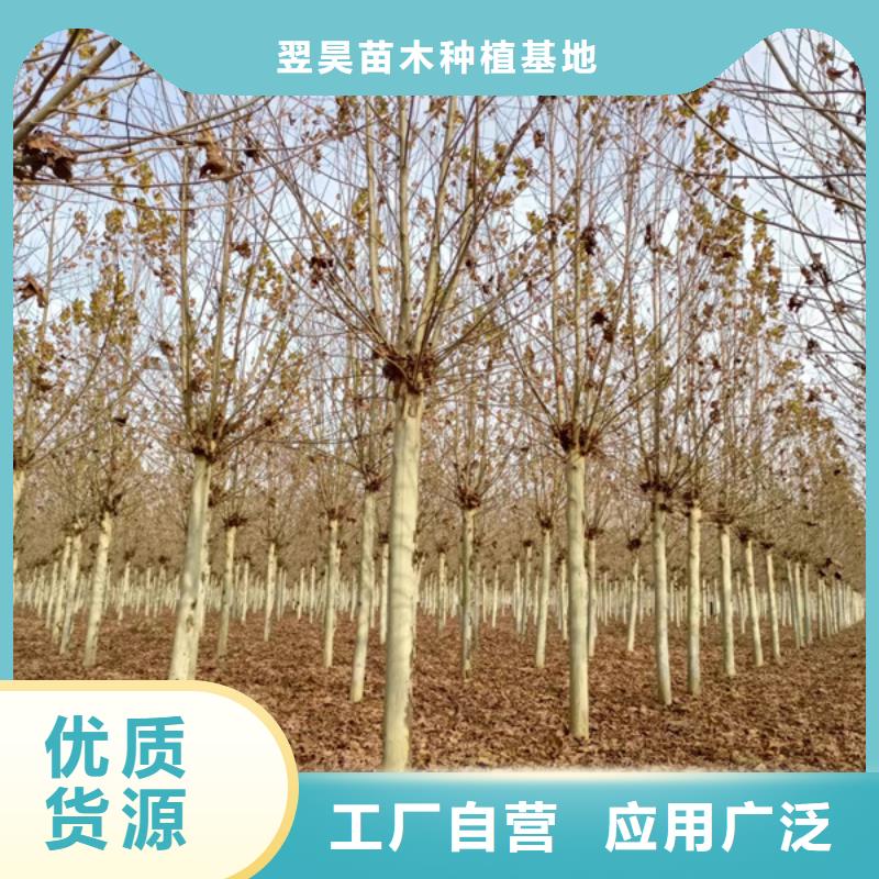 法桐價格放心選擇法桐基地