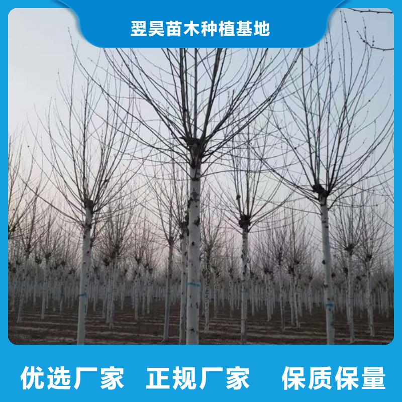 10公分法桐基地法桐