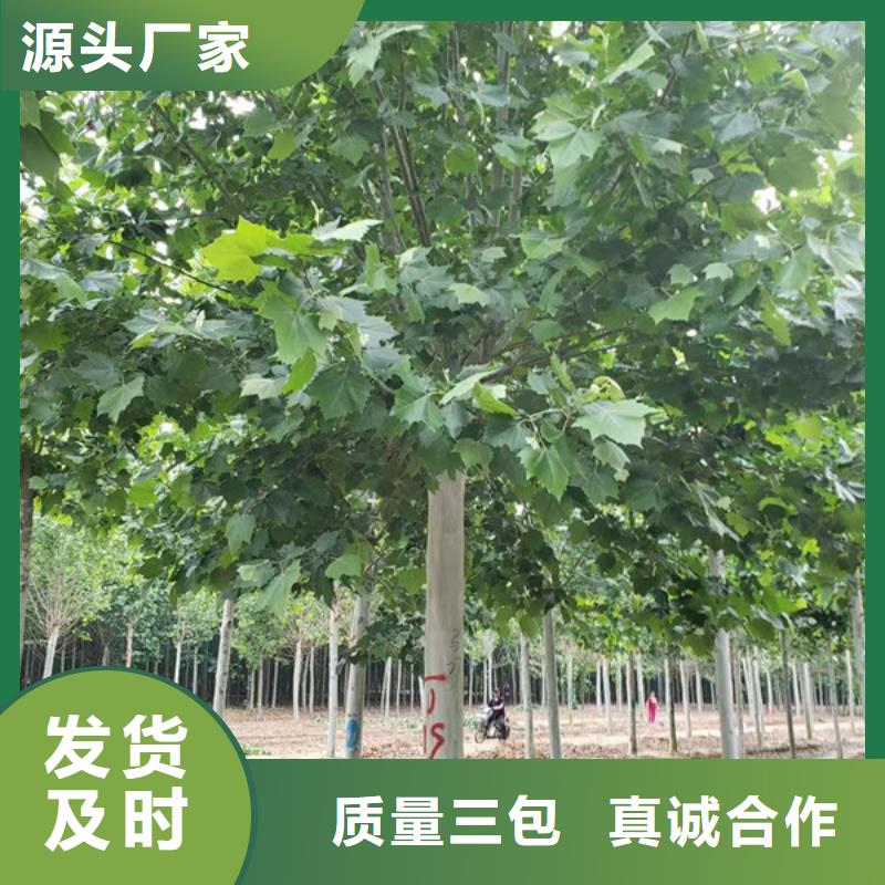 速生法桐種植基地法桐