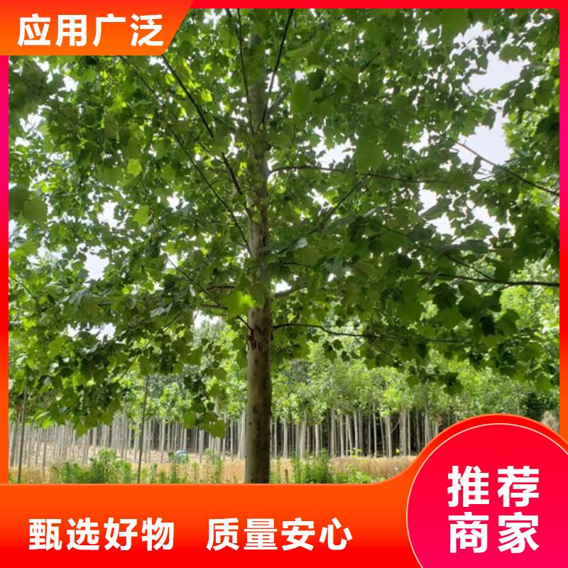 法桐西府海棠源头实体厂商