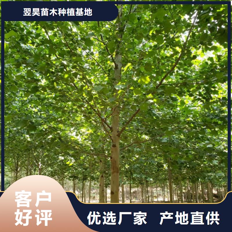 法桐-黃金槐研發生產銷售