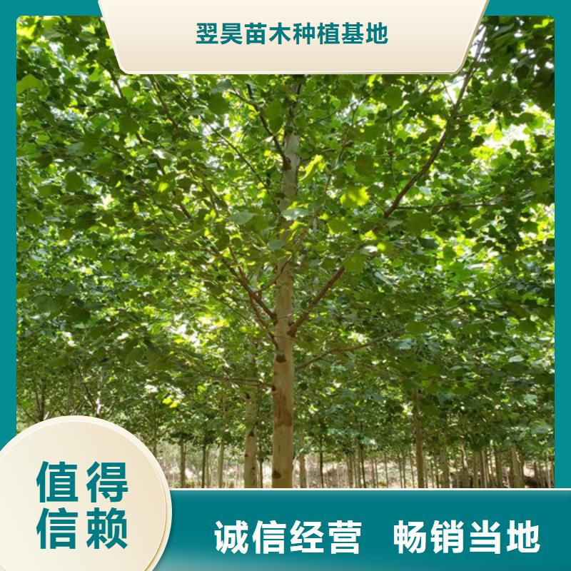 法桐 炫丽海棠品质卓越