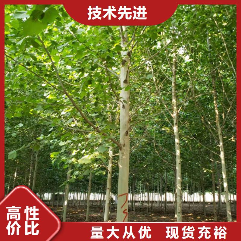 法桐價格價格合理法桐基地