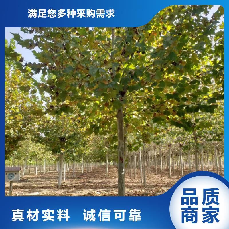 速生法桐廠家資訊
