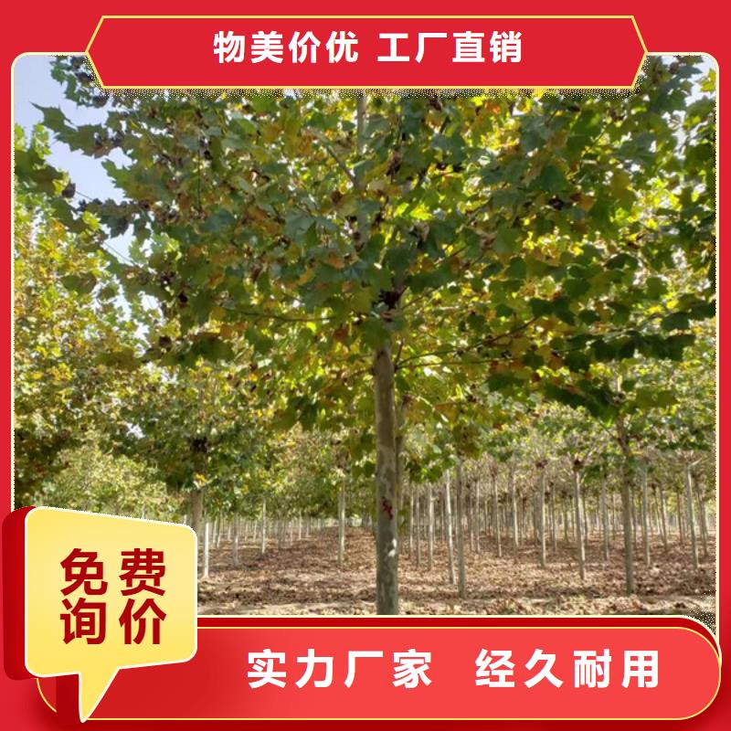 造型法桐價格優惠法桐