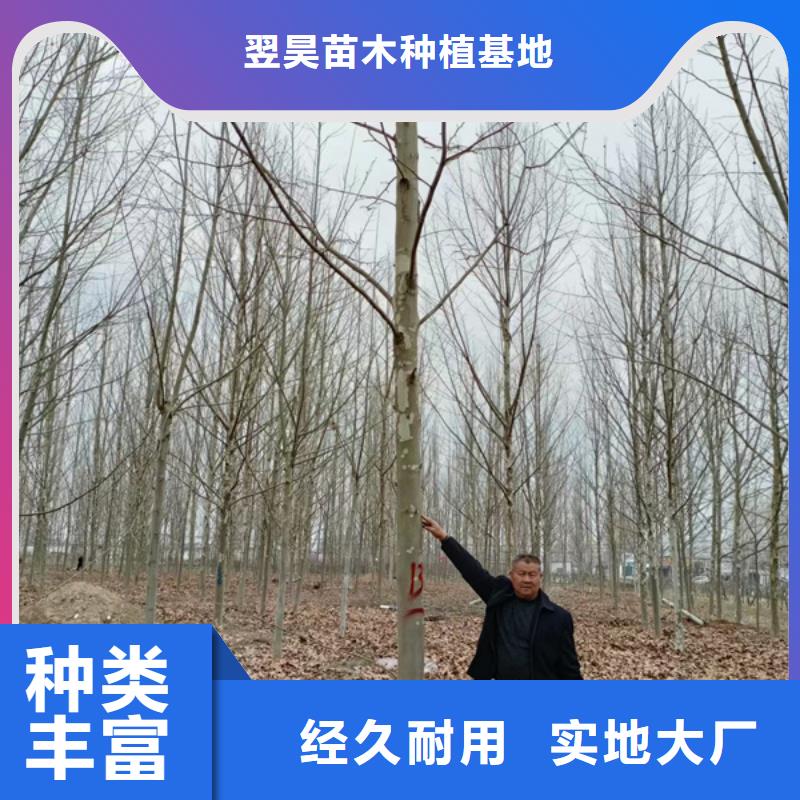 速生法桐現貨直供法桐