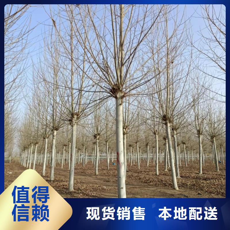  法桐源頭廠家直銷