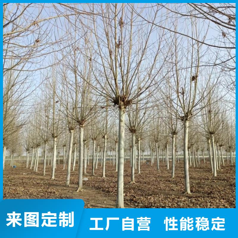 法桐價格種植基地法桐