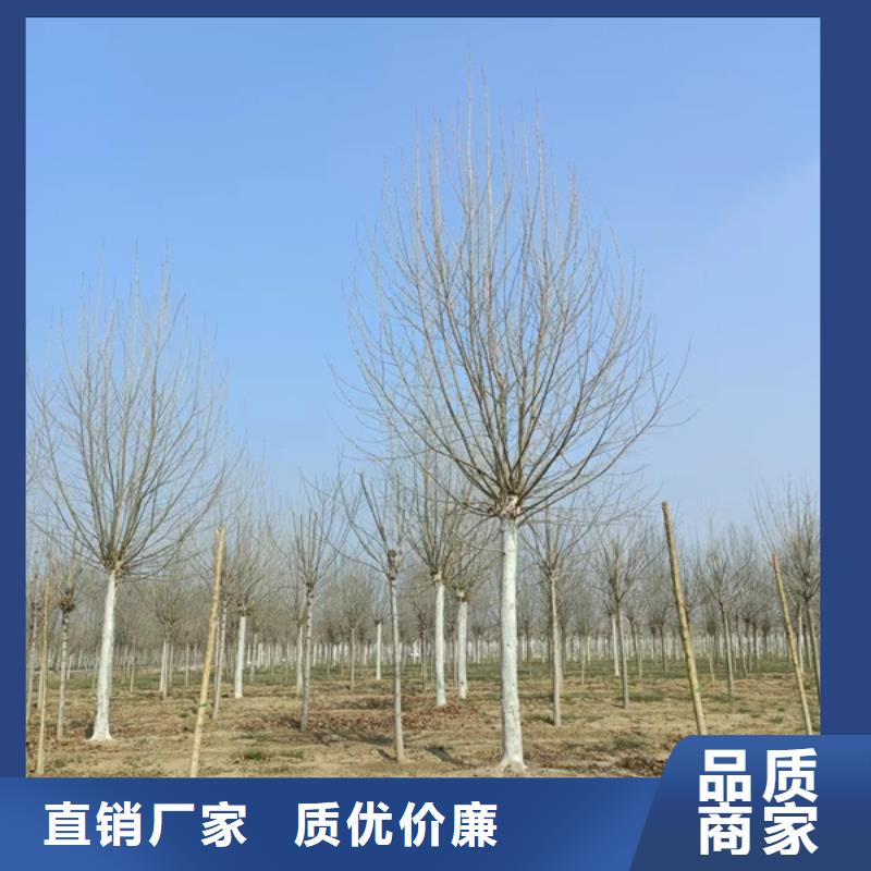 【法桐】西府海棠廠家自營