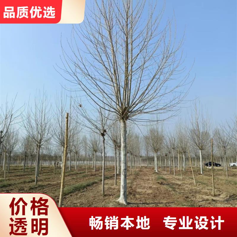 法桐西府海棠現(xiàn)貨充足