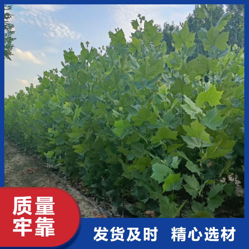 法桐五角枫质优价保