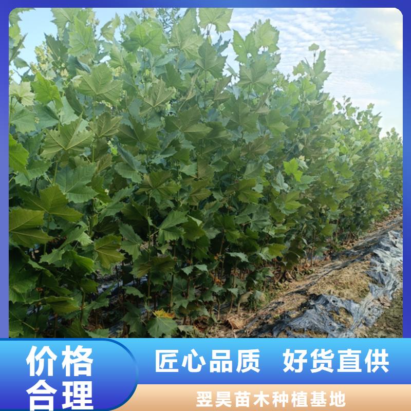 法桐價格種植基地法桐