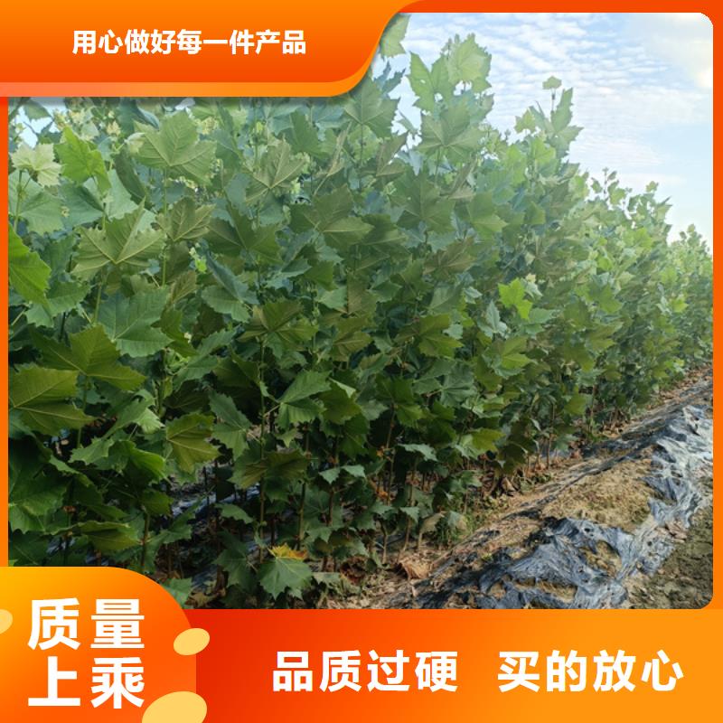 15公分法桐質量保證法桐